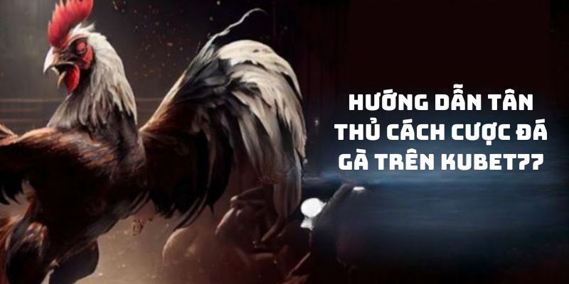 Các bước cược kê chiến có trong Kubet